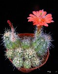 Echinocereus klapperi P1210525.jpg